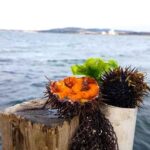 Fresh sea urchin from Sete displayed on a plate.