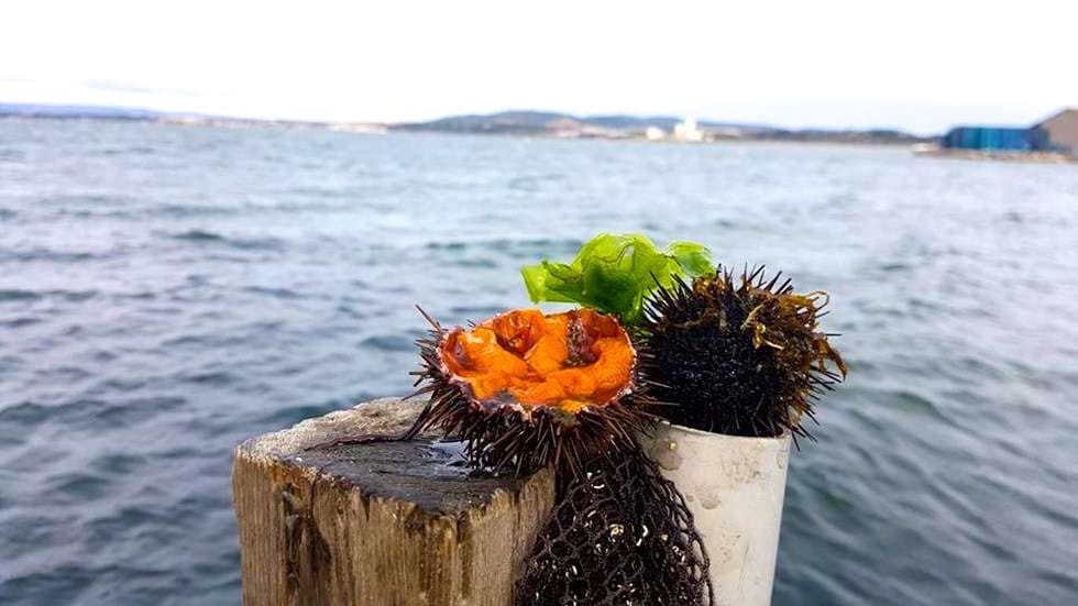 Fresh sea urchin from Sete displayed on a plate.