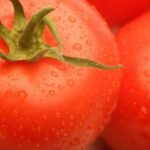 Fresh tomatoes on the vine, showcasing local Madison produce.