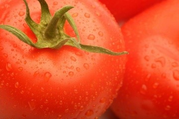 Fresh tomatoes on the vine, showcasing local Madison produce.