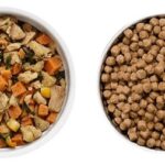 Fresh Wet Dog Food vs Dry Kibble