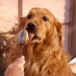 Golden Retriever happily licking peanut butter from a spoon.