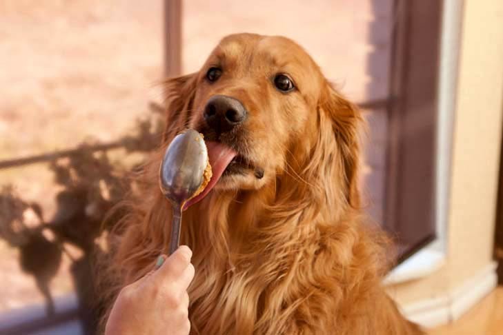 Golden Retriever happily licking peanut butter from a spoon, showcasing a safe and enjoyable treat for dogs.