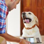 Happy Labrador dog enjoying hypoallergenic dog food for allergies.