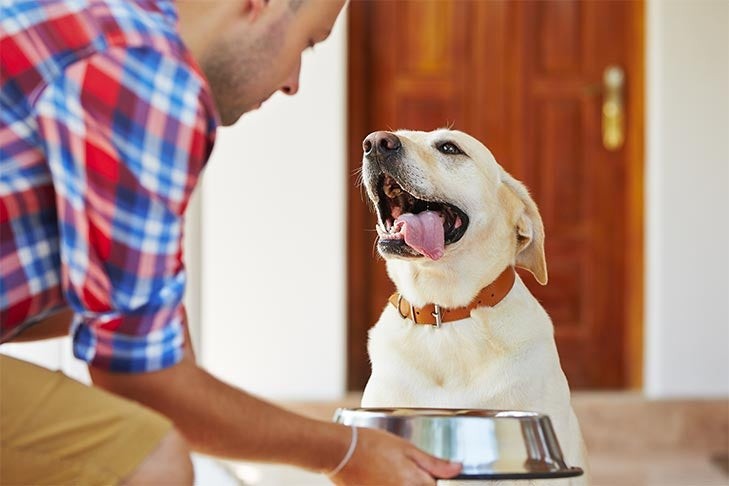 Happy Labrador dog enjoying hypoallergenic dog food for allergies.