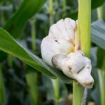 Huitlacoche fungus growing on corn. This delicacy is rapidly growing in popularity.