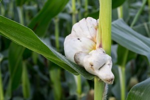 Huitlacoche fungus growing on corn. This delicacy is rapidly growing in popularity.