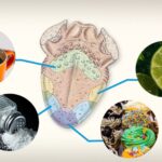Human tongue map illustrating different taste zones, representing the misconception of distinct taste areas on the tongue.