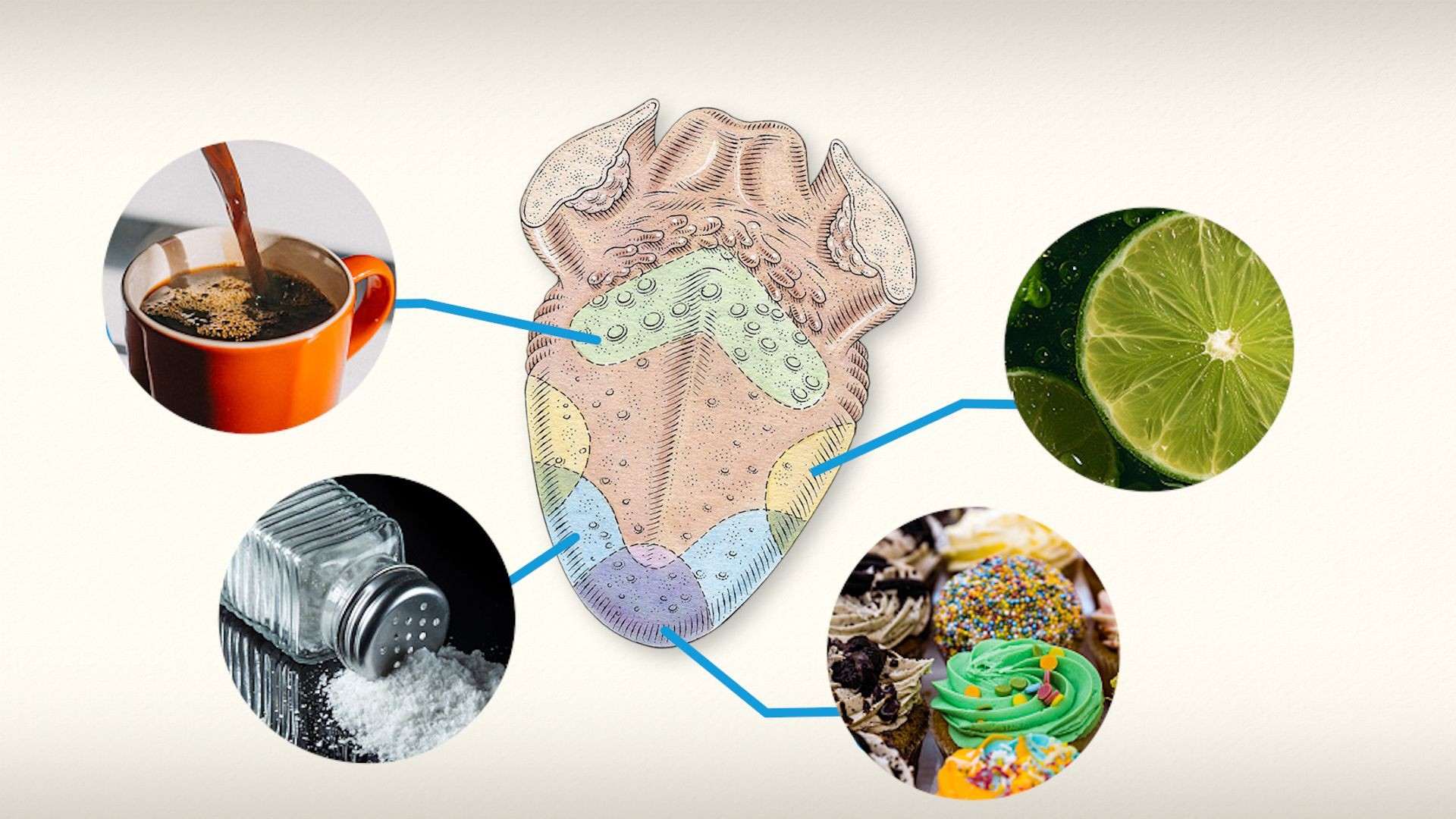 Human tongue map illustrating different taste zones, representing the misconception of distinct taste areas on the tongue.