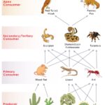 Interconnected Desert Food Web Illustrating Organism Interdependence in the Desert Biome