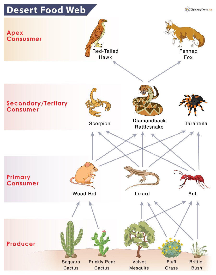 Interconnected Desert Food Web Illustrating Organism Interdependence in the Desert Biome