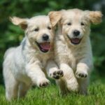 Labrador puppy eagerly eating high protein dog food from a blue bowl