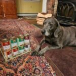 Maisie the Weimaraner enjoying Weruva low-fat dog food