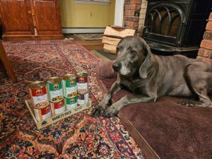 Maisie the Weimaraner enjoying Weruva low-fat dog food