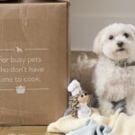 Maltese happily sitting next to a NomNomNow delivery box, highlighting the convenience of Nomnom dog food delivery