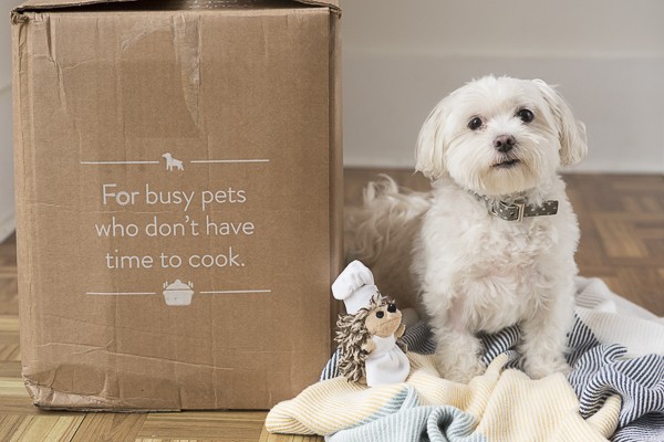 Maltese happily sitting next to a NomNomNow delivery box, highlighting the convenience of Nomnom dog food delivery