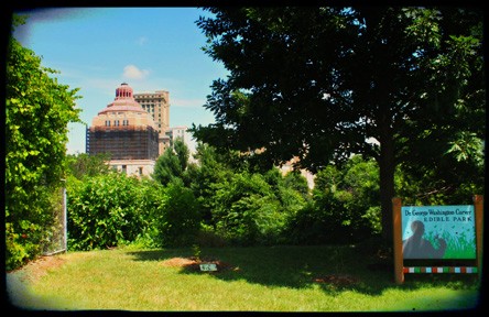 Overhead view of the Dr. George Washington Carver Edible Park in Asheville, showcasing the diverse greenery and trees that contribute to the unique Asheville food landscape.