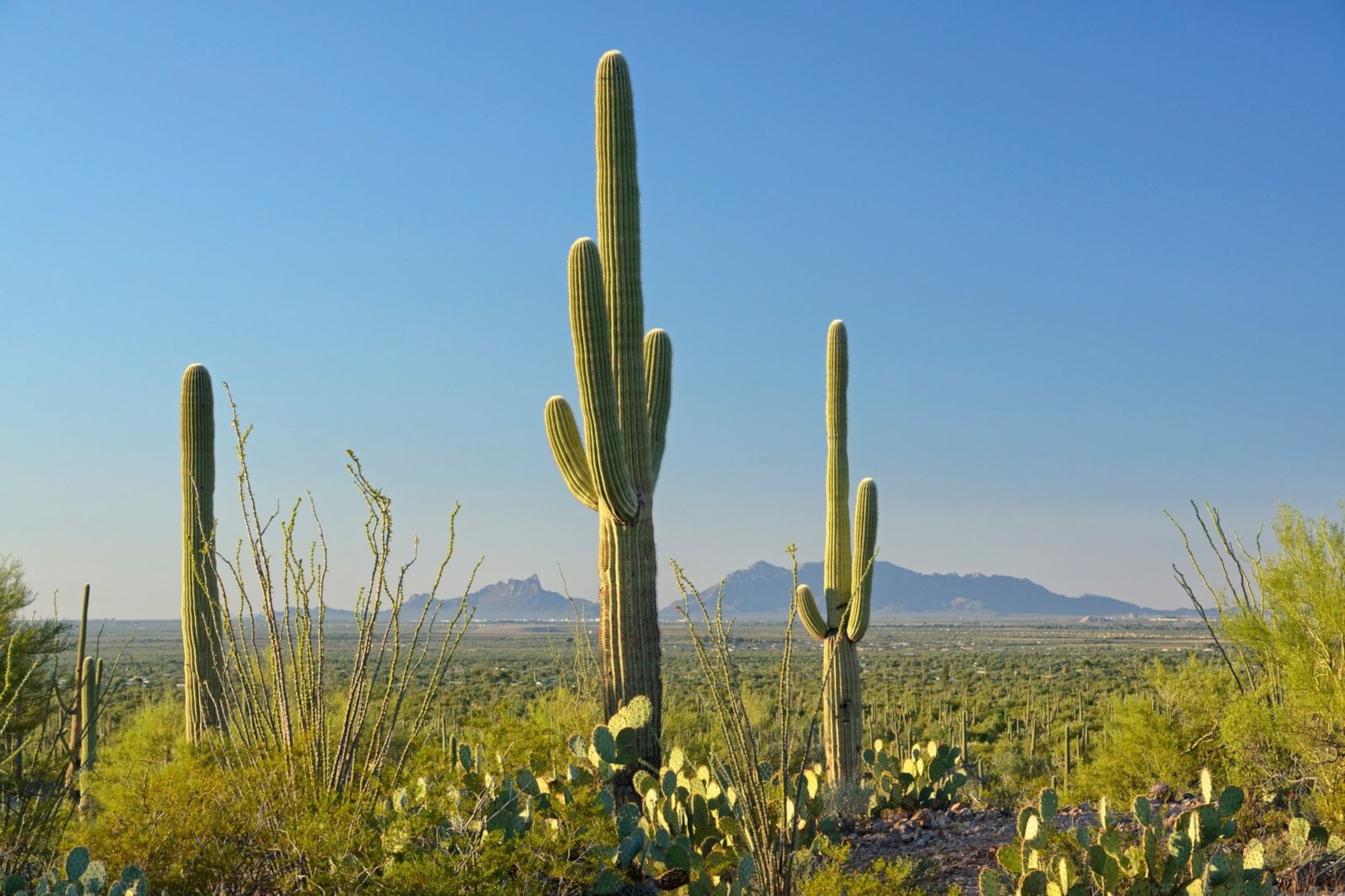 Panoramic view of Tucson, Arizona, showcasing the city nestled in a valley with mountains stretching across the horizon.