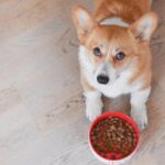 Pembroke Welsh Corgi puppy looking at kibble in a bowl.