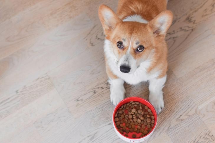 Pembroke Welsh Corgi puppy looking at kibble in a bowl.