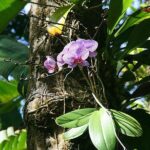 Orchid Plant Food: A Simple Guide to Fertilizing Orchids for Beginners