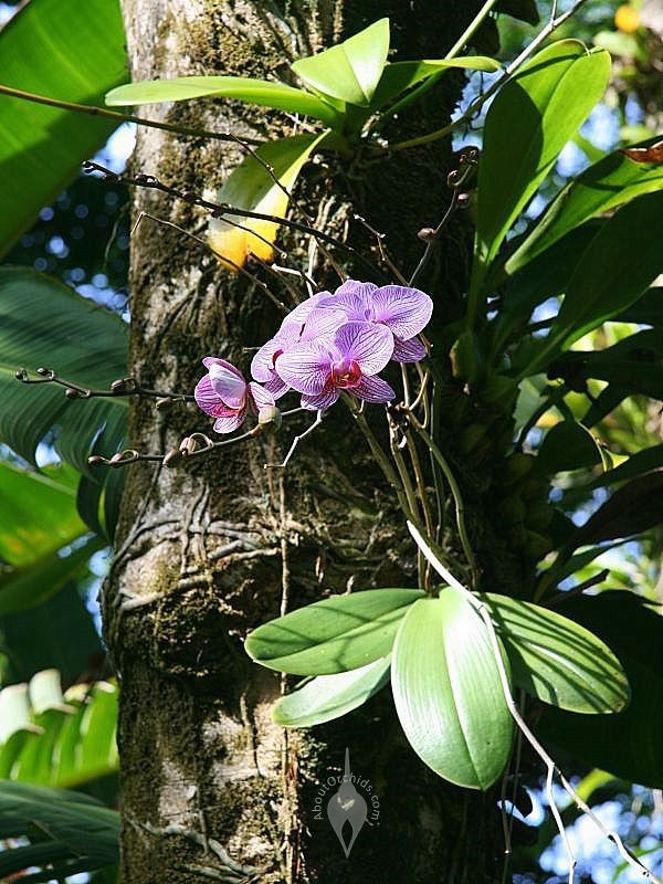 Orchid Plant Food: A Simple Guide to Fertilizing Orchids for Beginners