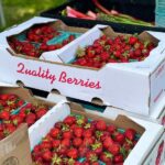 photo-of-strawberries-from-food-distributors-in-the-usa