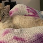 Poutine the cat lounging on a colorful blanket, looking playfully mischievous