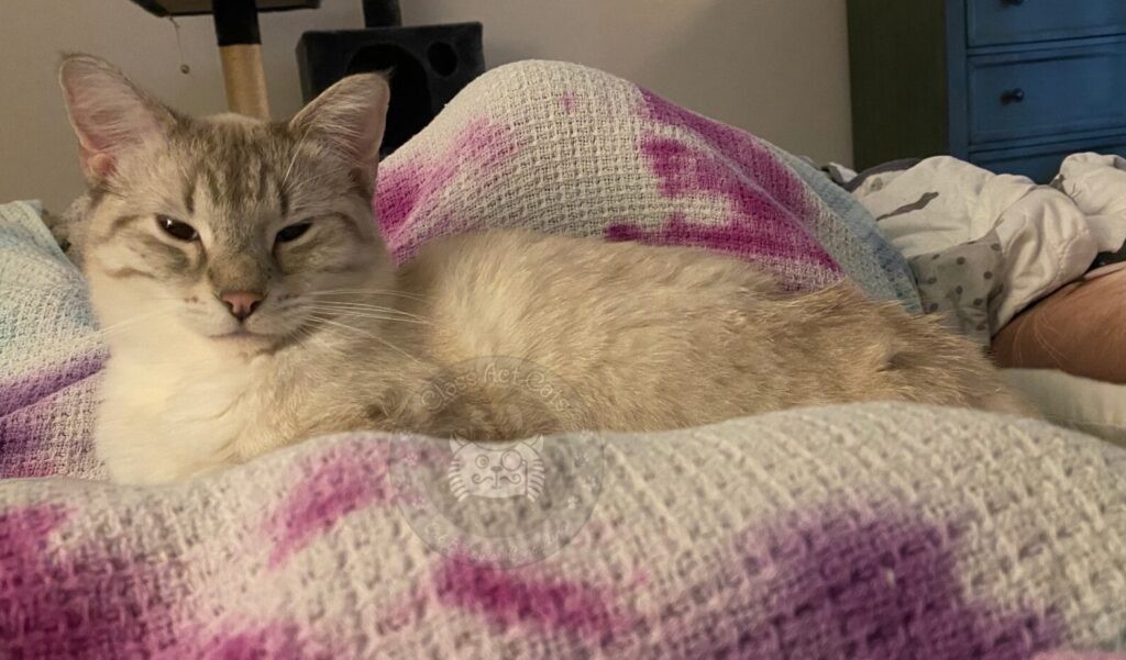 Poutine the cat lounging on a colorful blanket, looking playfully mischievous