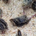 Quail chicks huddled together, showcasing their small size and downy feathers