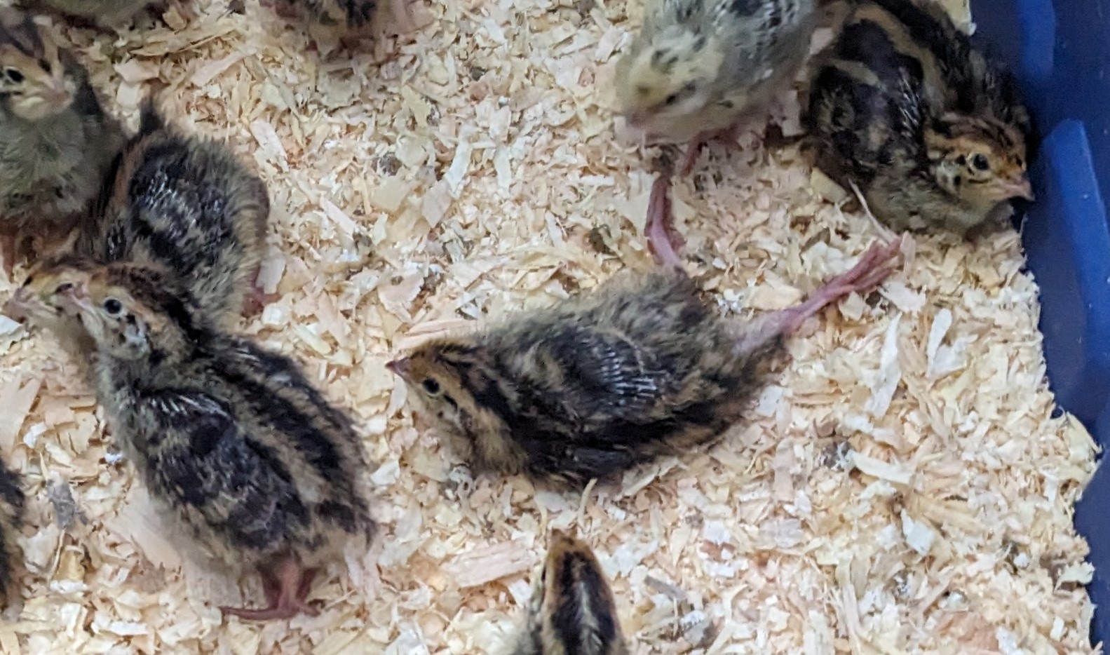 Quail chicks huddled together, showcasing their small size and downy feathers