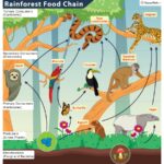 Unraveling the Rainforest Food Web: A Deep Dive into Nature’s Interconnections