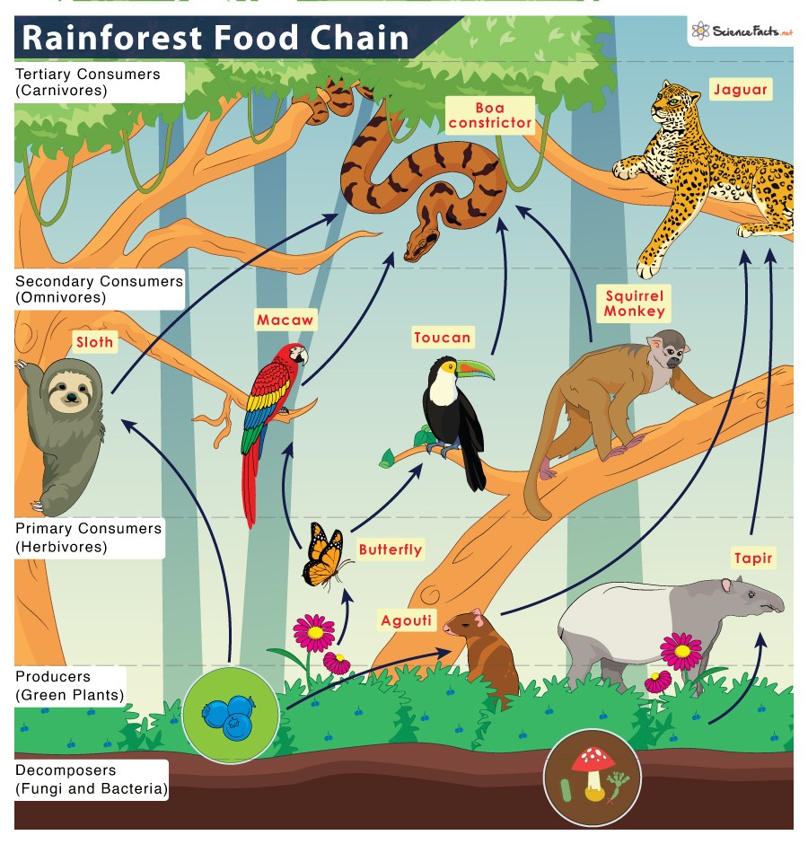 Unraveling the Rainforest Food Web: A Deep Dive into Nature’s Interconnections