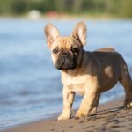 Smiling French Bulldog puppy looking directly at the camera, representing the adorable nature of Frenchies.