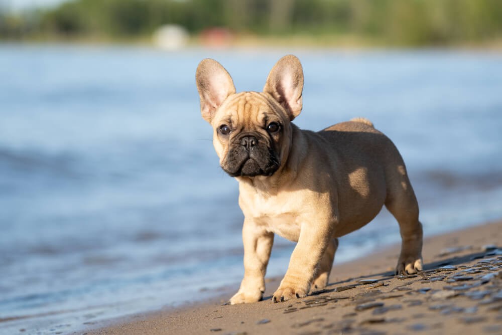 Smiling French Bulldog puppy looking directly at the camera, representing the adorable nature of Frenchies.