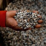 Someone holds a handful of sunflower seeds.