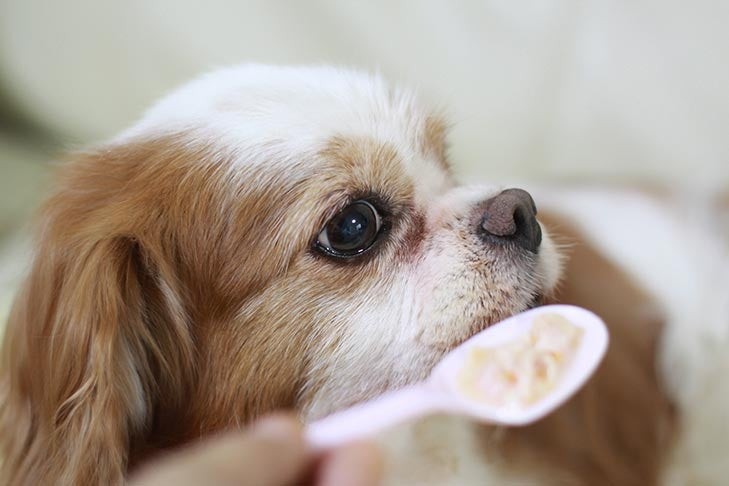 Spaniel spoon