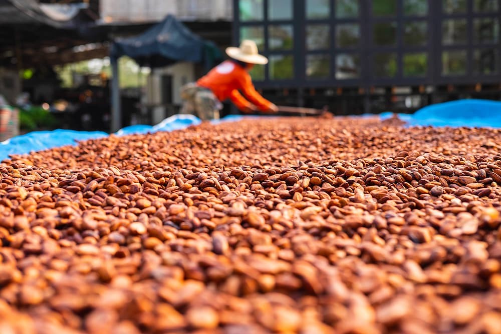 sun drying as a technique of food preservation