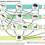 Temperate forest food web illustrating ecological relationships