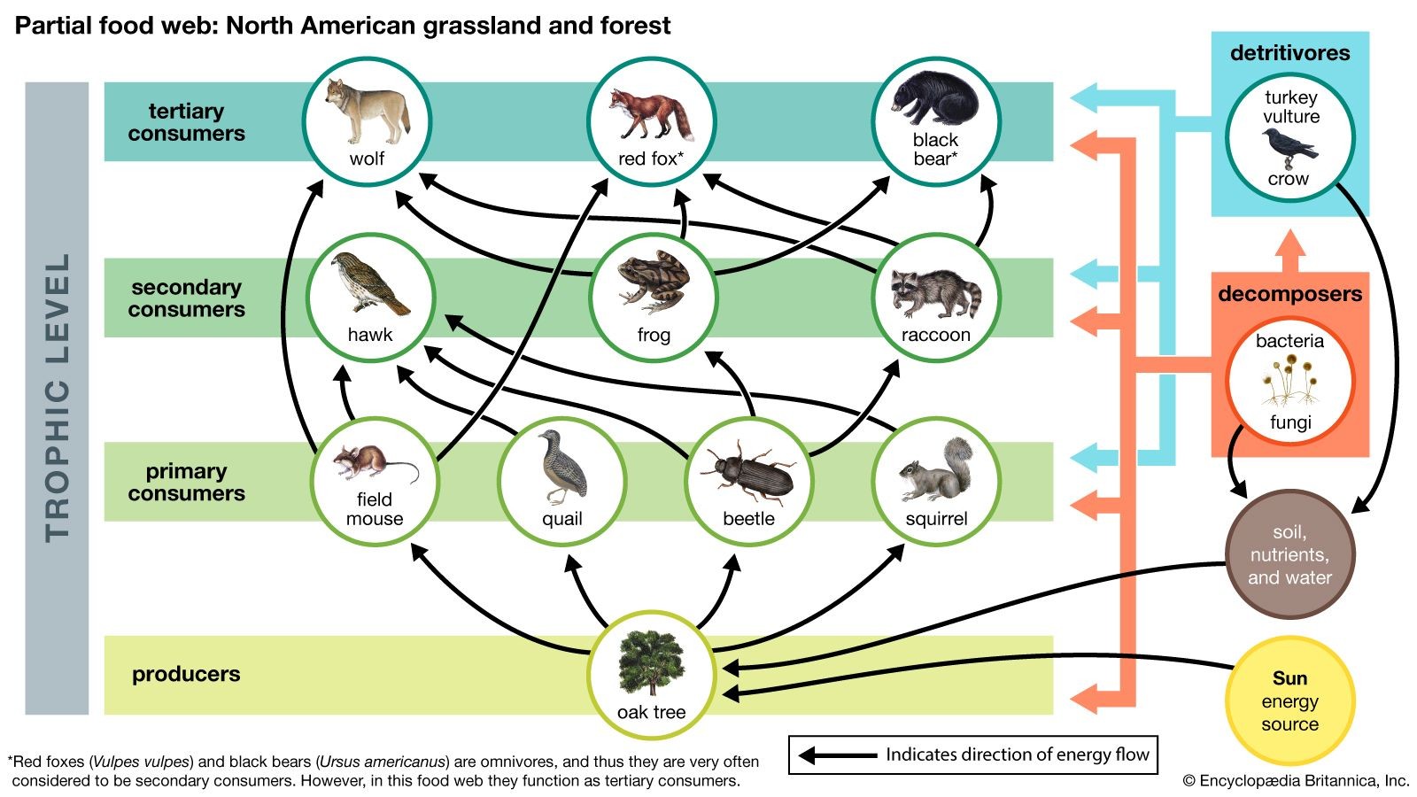 Temperate forest food web illustrating ecological relationships