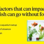 Three key factors influencing fish fasting duration: aquarium age, absence duration, and fish type