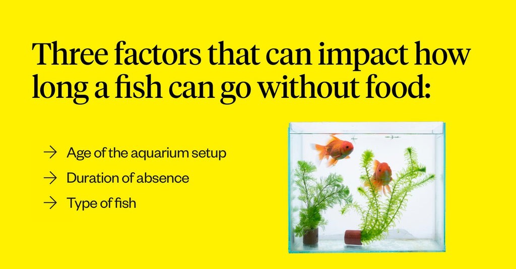 Three key factors influencing fish fasting duration: aquarium age, absence duration, and fish type