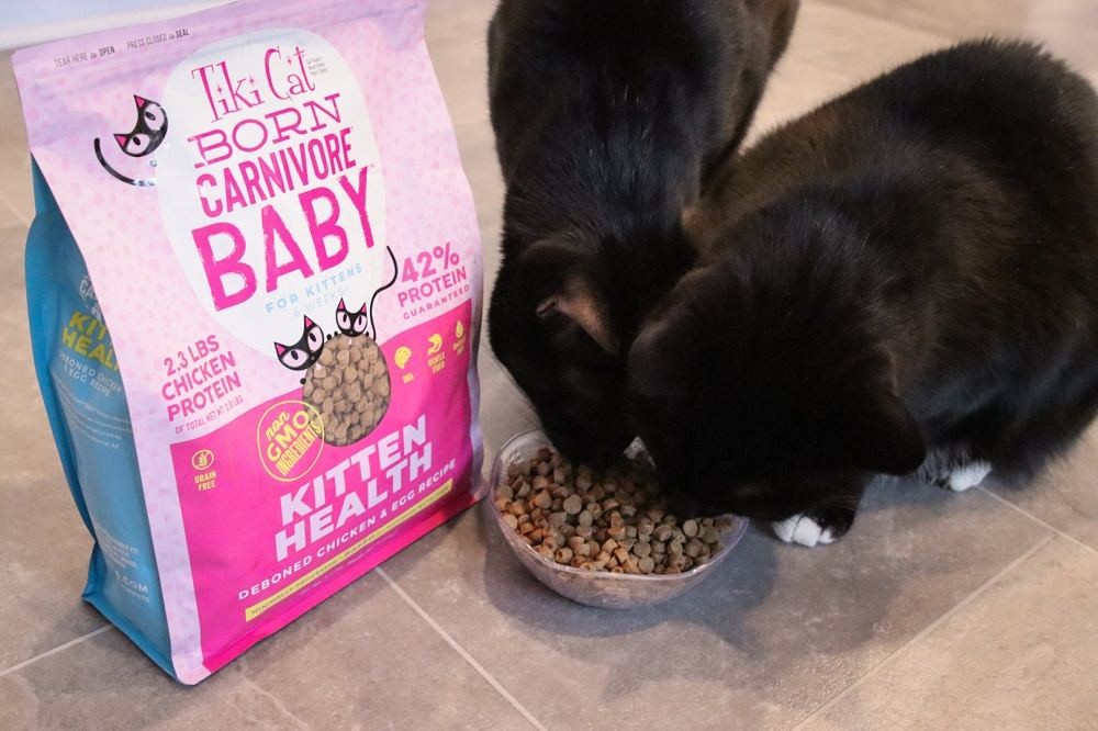 Tiki Cat Born Carnivore Deboned Chicken & Egg Recipe in a kitten bowl
