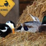 Two ducklings eating from a blue bowl of duck food