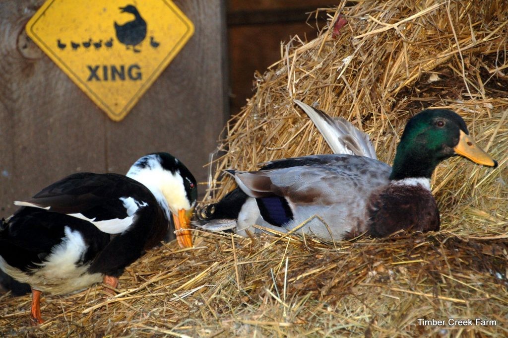 Two ducklings eating from a blue bowl of duck food