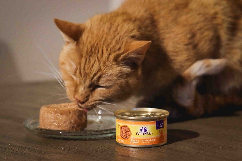 Wellness Complete Health Pate Chicken Entree Grain-Free Canned Cat Food