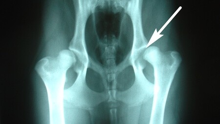 X-ray image showing hip dysplasia in a large breed dog's rear legs