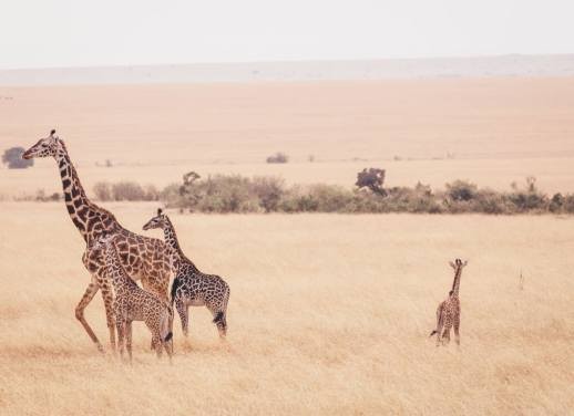 Discover Kenya Food: A Guide to the Must-Try Dishes of Kenyan Cuisine