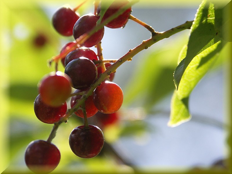A jar of homemade chokecherry preserves with ripe chokecherries in the background