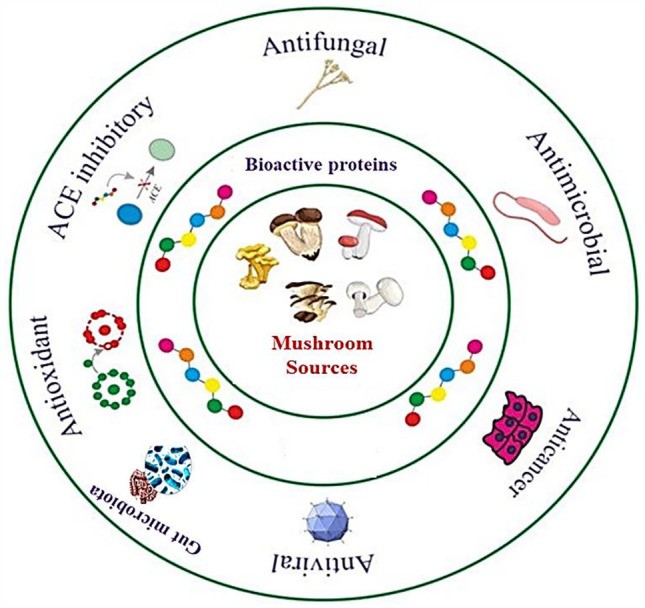 Amino Acid Profile of Mushrooms